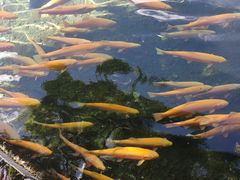 -丽江玉水寨