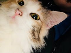 -猫色咖啡·猫咖