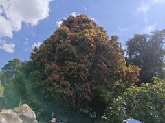 -中国科学院西双版纳热带植物园