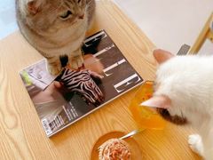 -平行世界·猫咖(首经贸店)