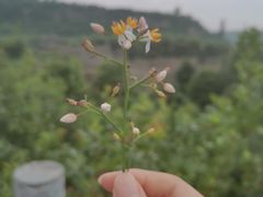 -渭南桃花源民俗文化园