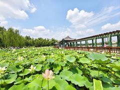 -莲花池公园