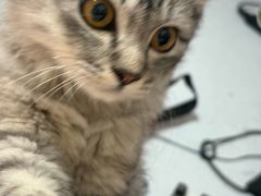 -瑞派宠物医院·中兽医专科(中央商城分院)