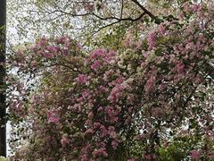 -深圳国际园林花卉博览园