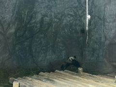 -深圳野生动物园