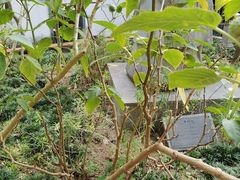 -广州神农草堂中医药博物馆