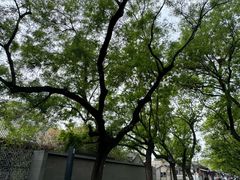 -北京国子监胡同