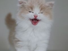 -lincat·猫舍(广州店)