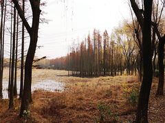 -昆山城市生态森林公园