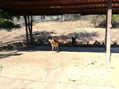 -清迈夜间动物园