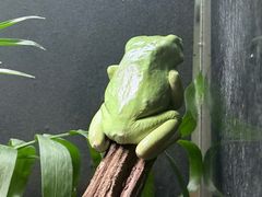 -上海大自然野生昆虫馆(东方明珠·爬宠昆虫探索中心)