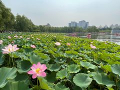 -莲花池公园