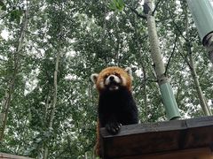 -北京野生动物园