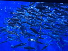 -成都浩海立方海洋公园