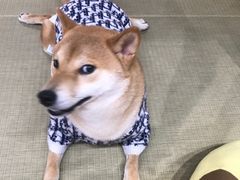 -逗柴咖啡屋·狗咖猫咖宠物桌游