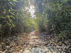 -八大山人梅湖景区