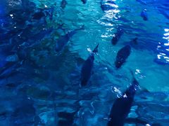 -暹罗海洋世界