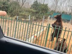 -秦皇岛野生动物园