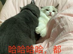 -奈斯宠物医院·核磁CT·异宠专科·内镜(中南店)