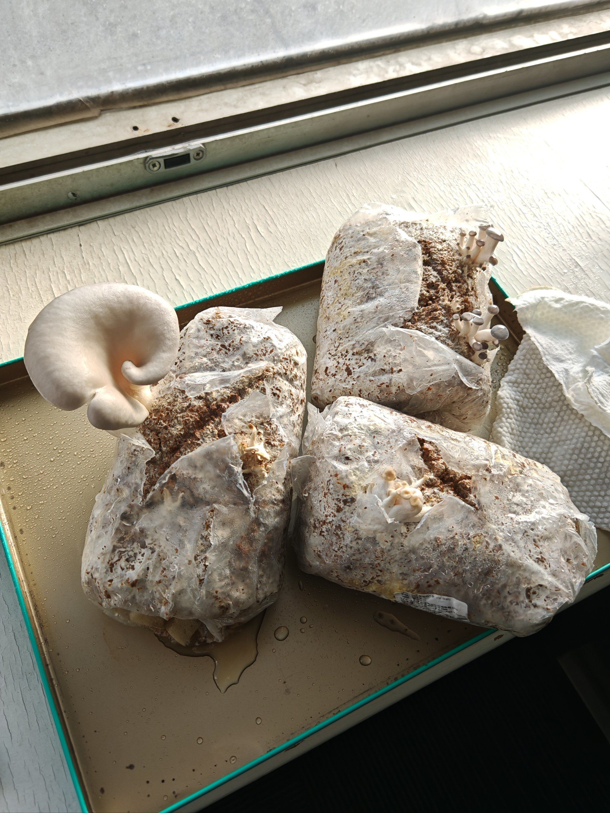 吼吼吼 种个大蘑菇