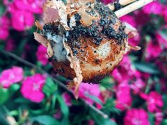 -文庙菜饭(四川北路店)