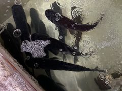 -吴记迎风楼北渡鱼