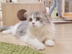-猫和宫(六道口店)
