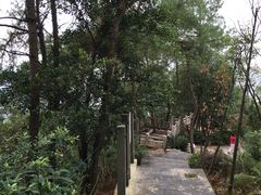 -铁山坪森林公园