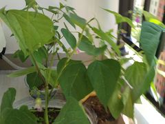 -宜昌富力皇冠假日酒店·咖啡1号西餐厅