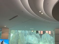 -帝企鹅自助餐厅•儿童岛•真企鹅(长隆企鹅酒店)