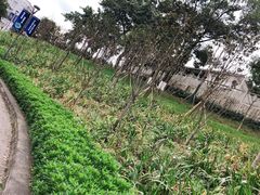 -重庆平顶山公园