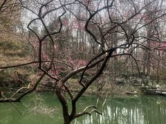 -杭州植物园