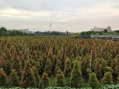 -隔田烧鸡