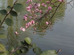 -苏州上方山国家森林公园
