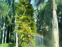 -深圳仙湖植物园