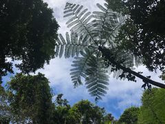 -热带雨林自然公园