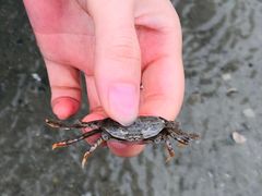 -红树林天天赶海