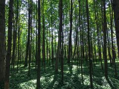 -桤木河湿地公园