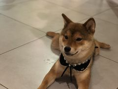 -柴务处·柴犬主题狗咖