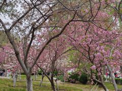 -莲花池公园