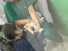 -利又安动物医院··老年病·猫科犬科·中兽医