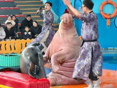 -海合安武汉极地海洋公园