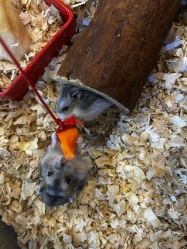 -卡通尼·Safari非洲探索乐园·生日会(金桥国际商业广场店)