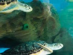 -广东惠东海龟国家级自然保护区