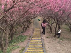 -扬州市茱萸湾风景区