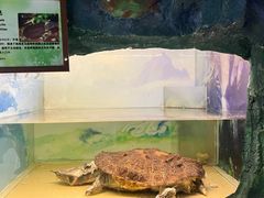 -上海大自然野生昆虫馆(东方明珠·爬宠昆虫探索中心)