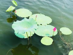 -上海市保健医疗中心(华东疗养院)