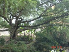 古榕苍劲-广州市石门国家森林公园