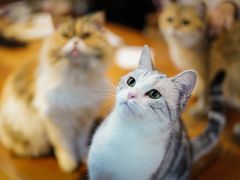 -猫小院猫主题餐厅(南锣旗舰店)