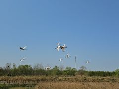 -盐城丹顶鹤湿地生态旅游区